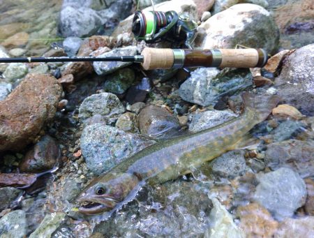 荒れ放題の川でイワナ釣り